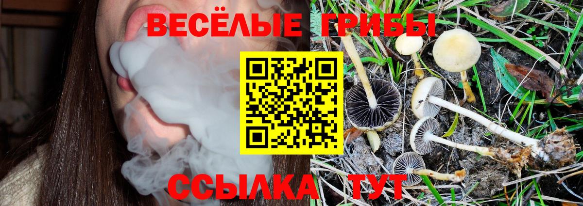 Псилоцибиновые грибы Cubensis Шелехов